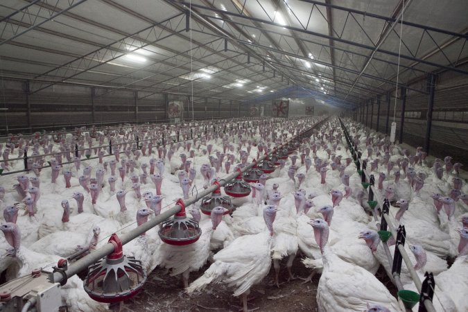 Australian turkey farming