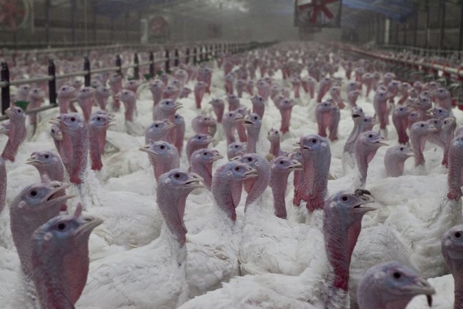 Australian turkey farming