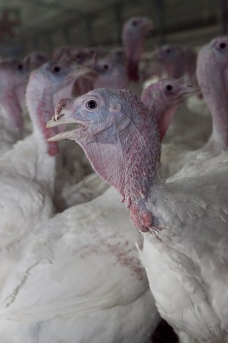 Australian turkey farming