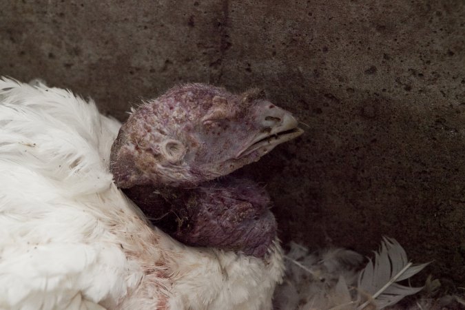 Australian turkey farming