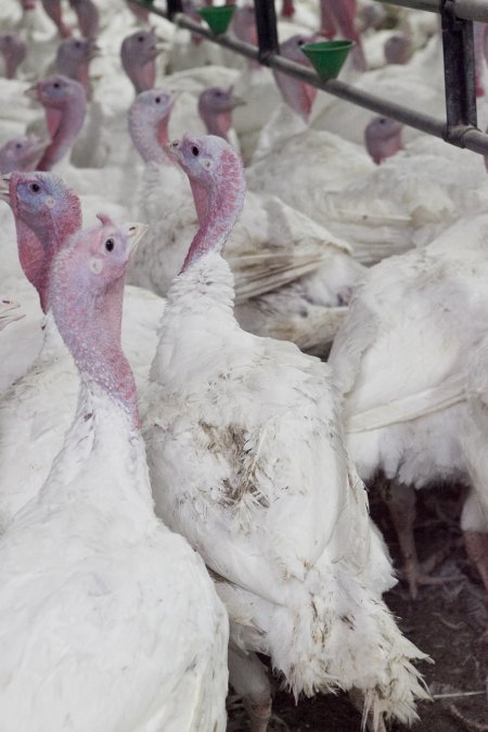 Australian turkey farming