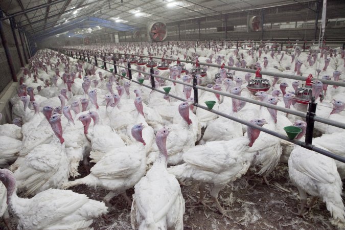 Australian turkey farming