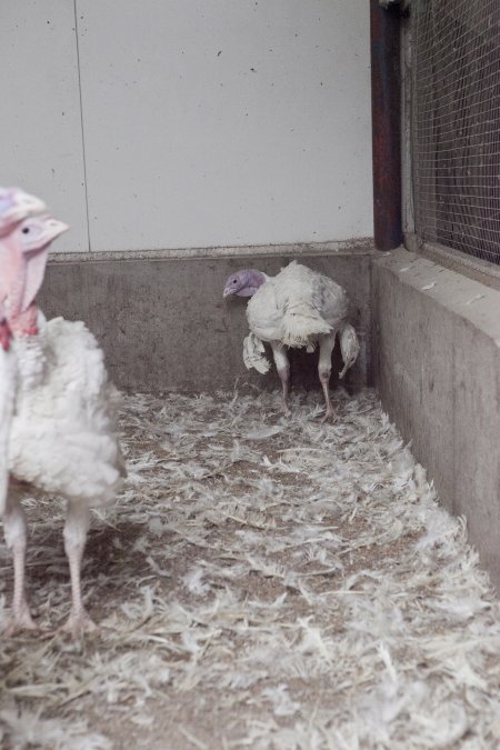 Australian turkey farming