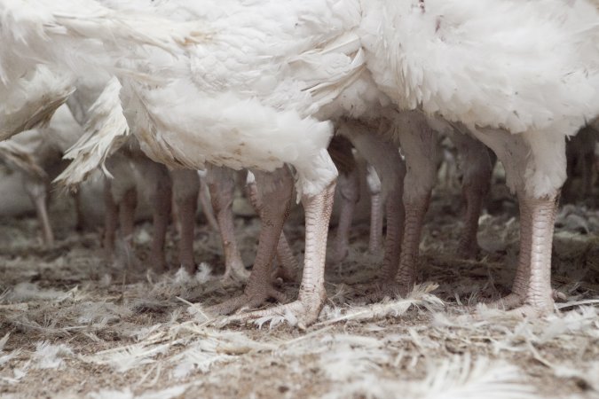 Australian turkey farming