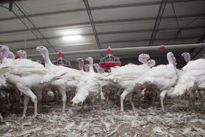 Australian turkey farming