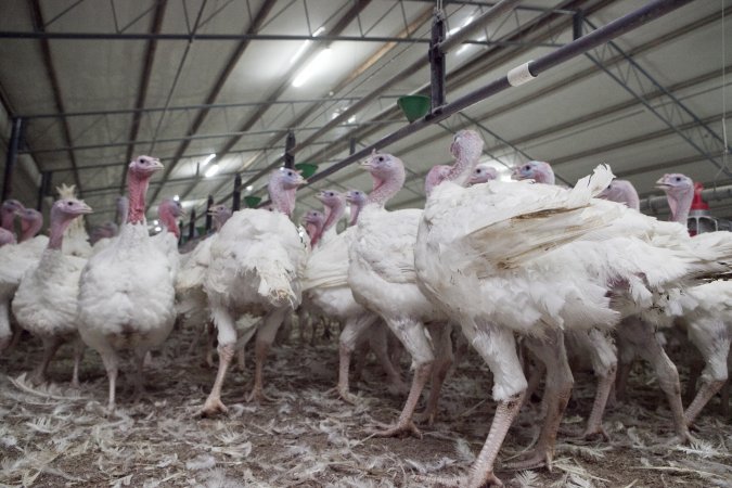 Australian turkey farming