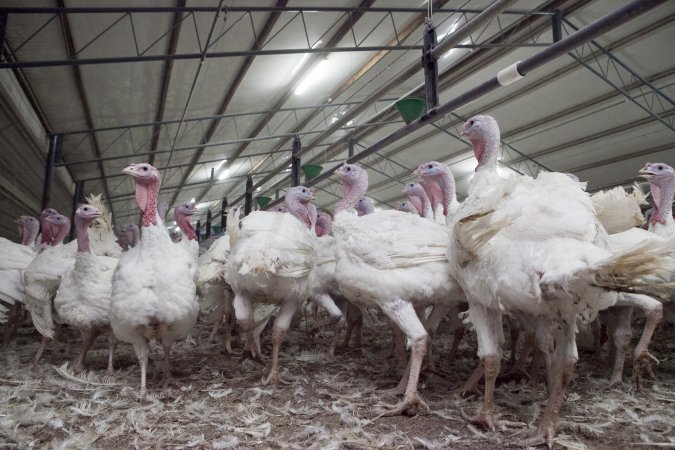 Australian turkey farming