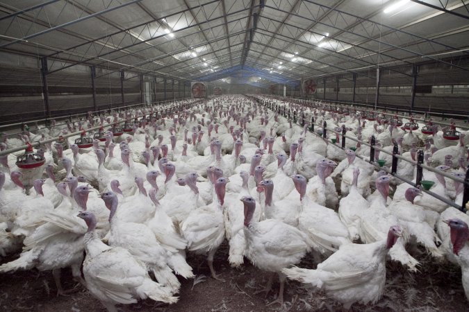 Australian turkey farming