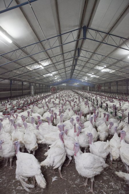 Australian turkey farming