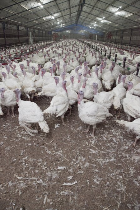 Australian turkey farming