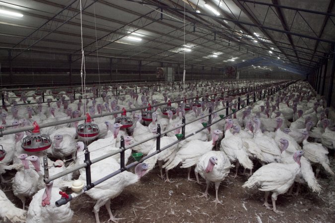 Australian turkey farming