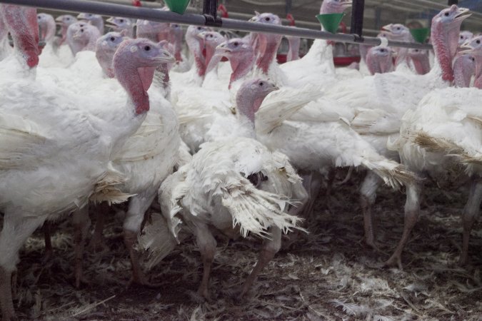 Australian turkey farming