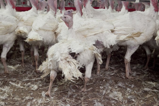 Australian turkey farming