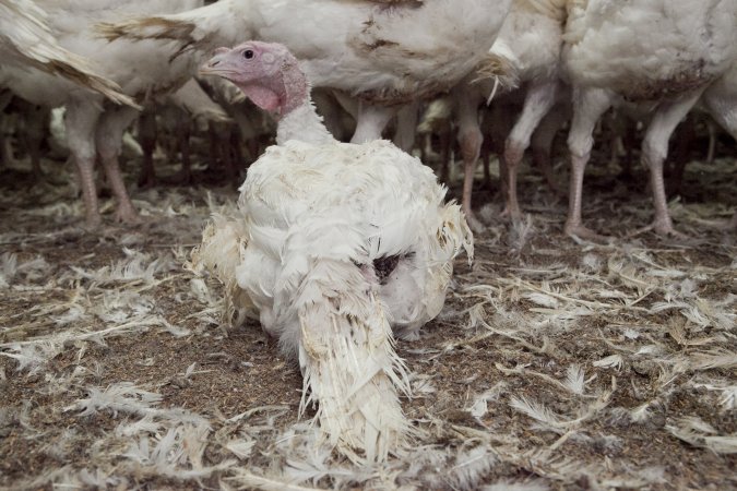 Australian turkey farming