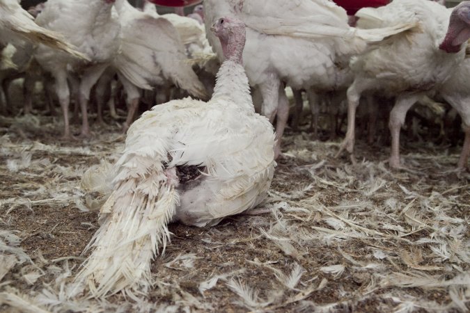 Australian turkey farming