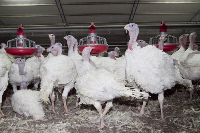 Australian turkey farming