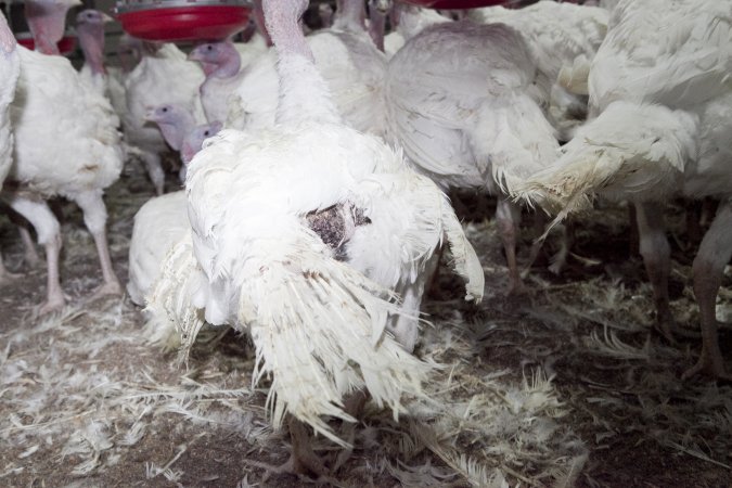 Australian turkey farming