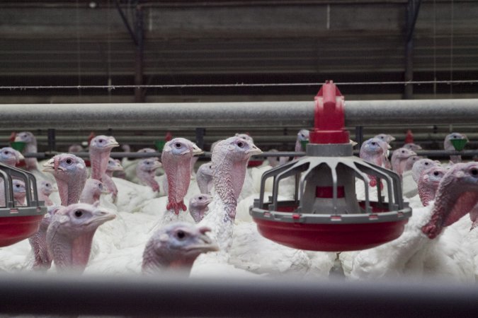 Australian turkey farming