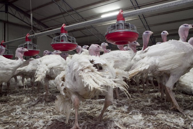 Australian turkey farming