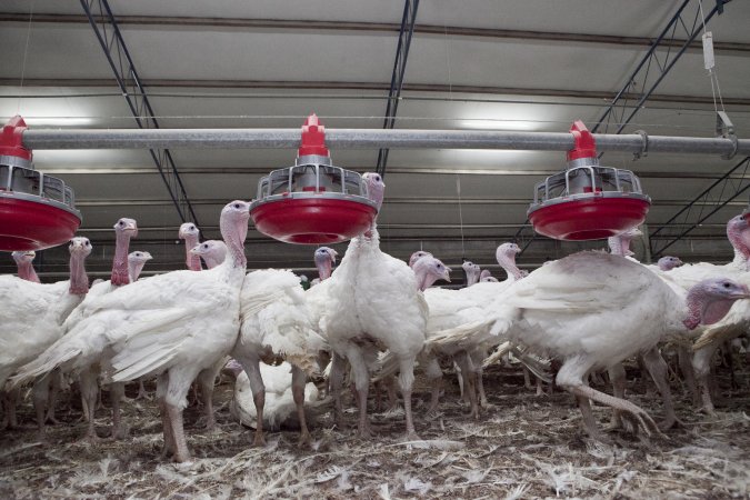 Australian turkey farming