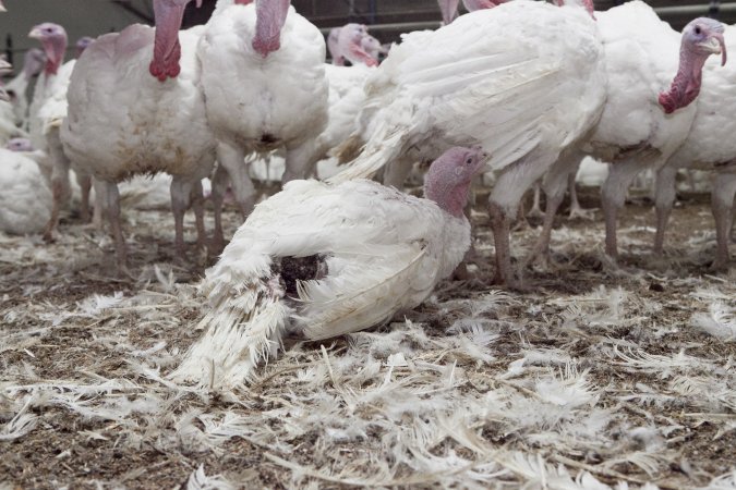 Australian turkey farming