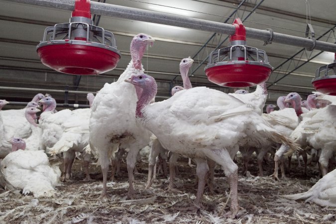 Australian turkey farming