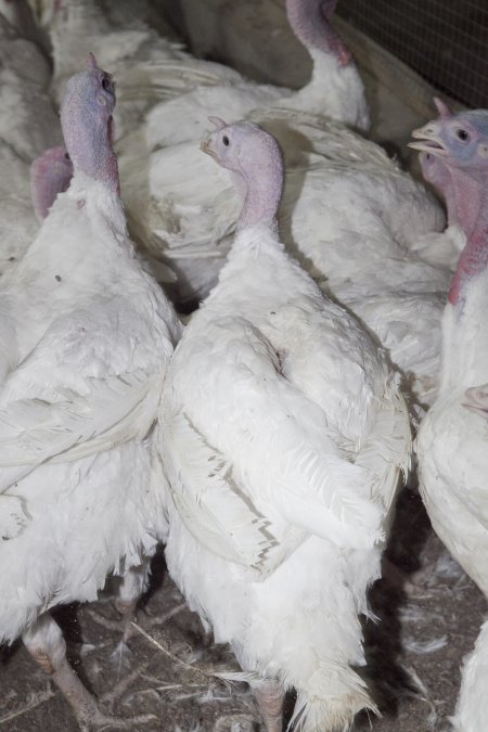 Australian turkey farming