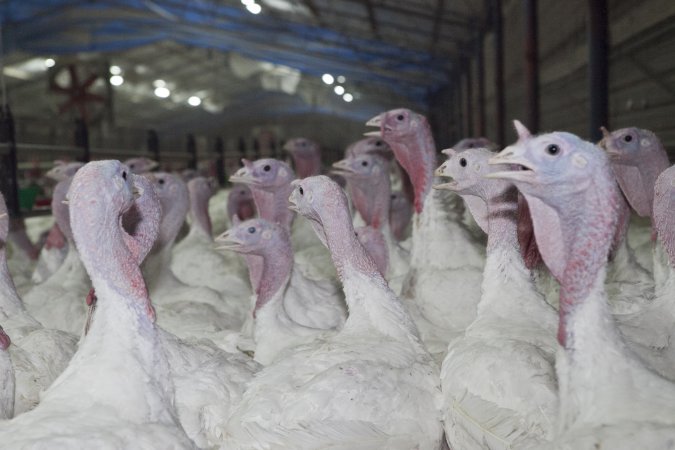 Australian turkey farming