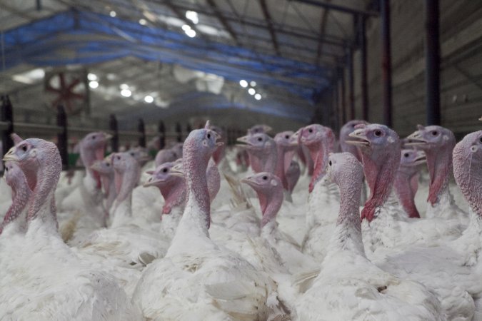 Australian turkey farming