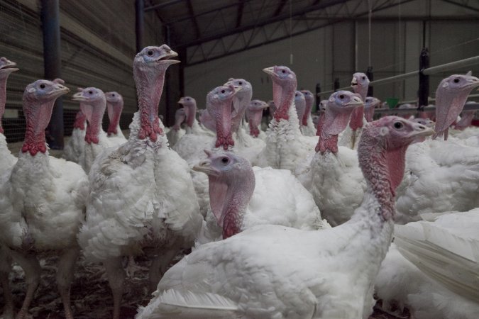 Australian turkey farming