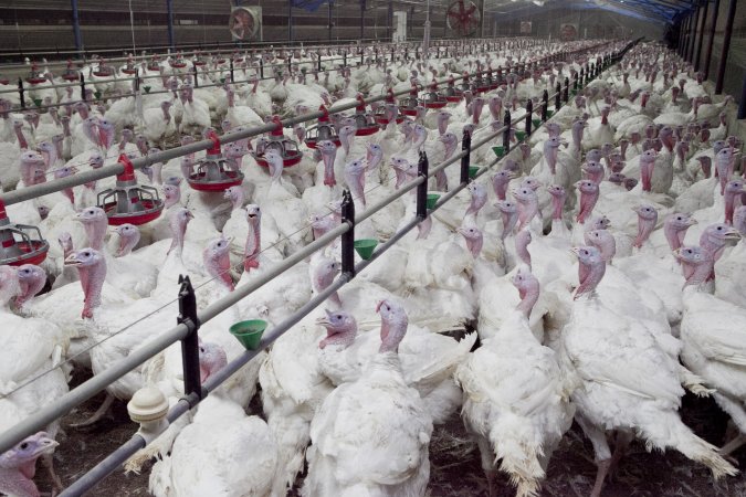 Australian turkey farming