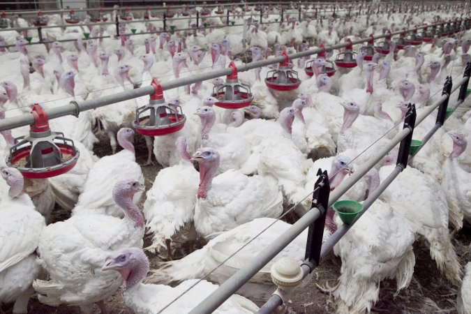 Australian turkey farming