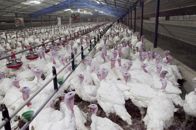 Australian turkey farming