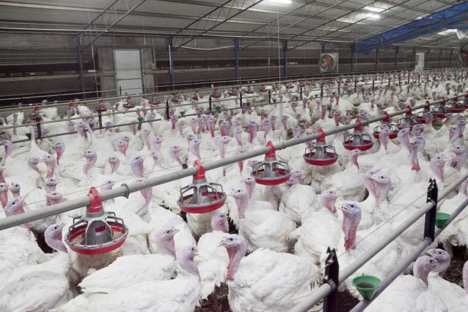 Australian turkey farming