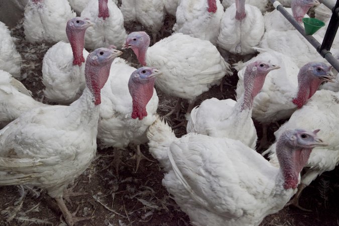 Australian turkey farming