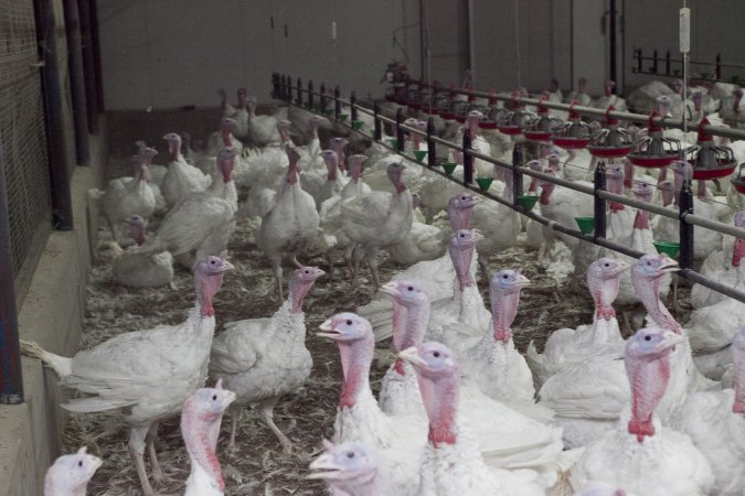 Australian turkey farming