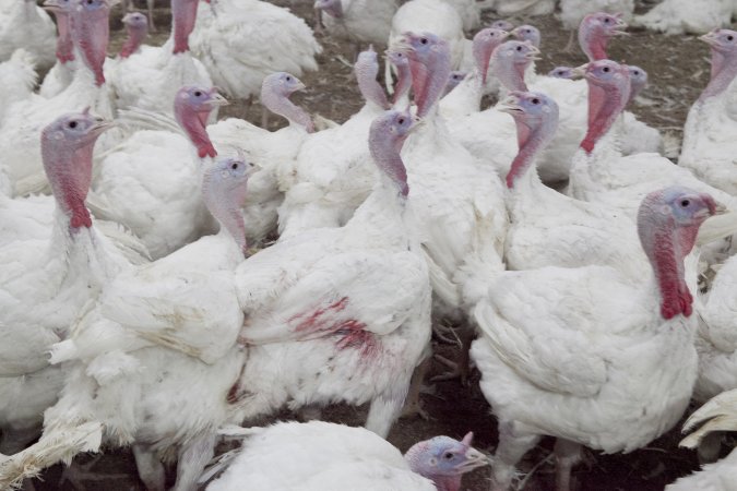 Australian turkey farming