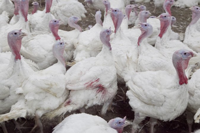 Australian turkey farming