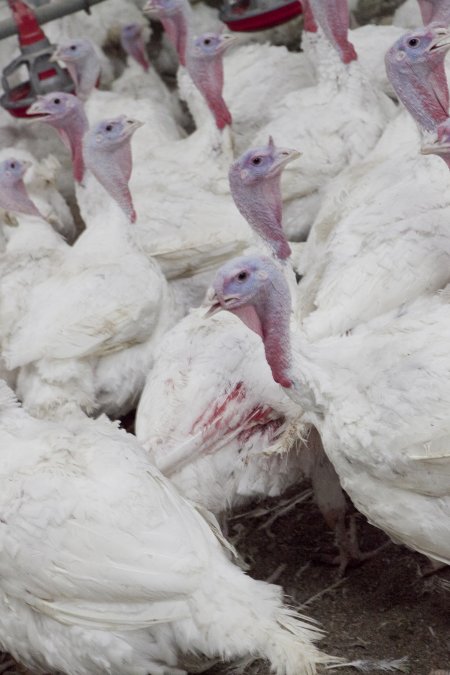 Australian turkey farming