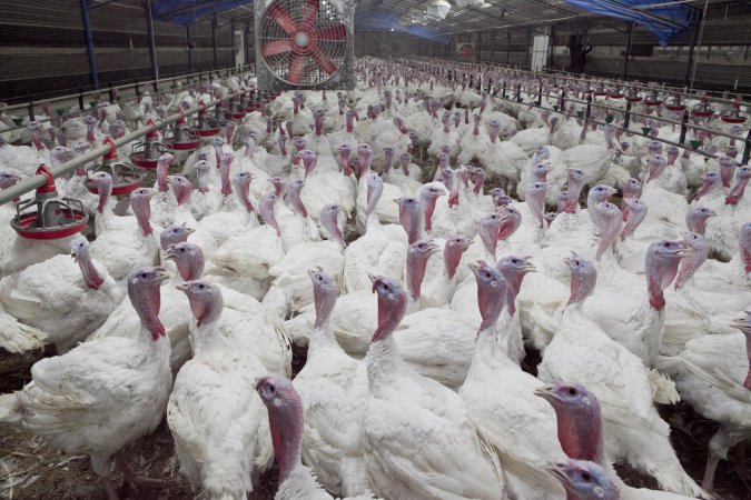 Australian turkey farming