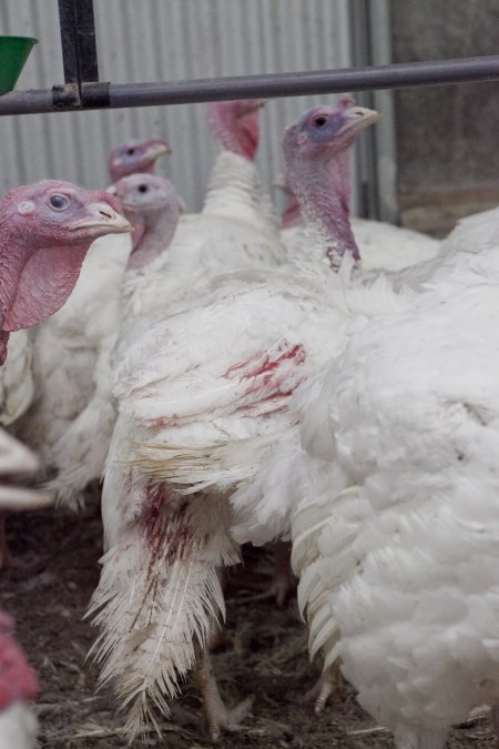 Australian turkey farming