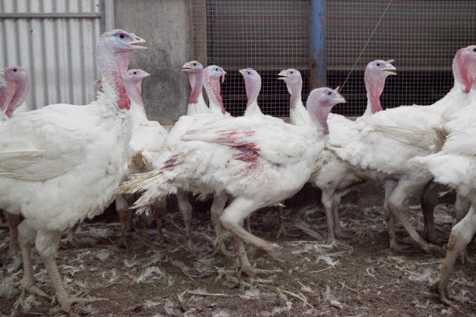 Australian turkey farming