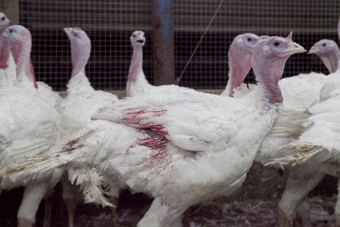 Australian turkey farming