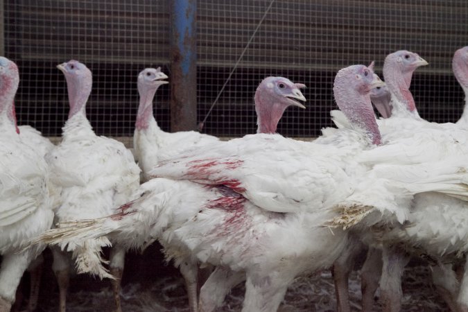 Australian turkey farming