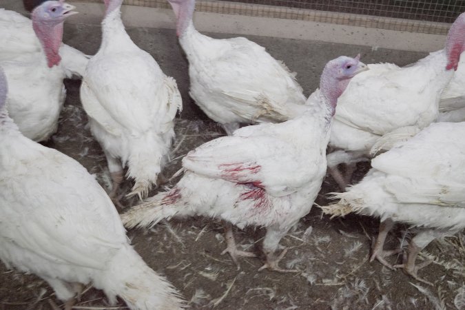 Australian turkey farming