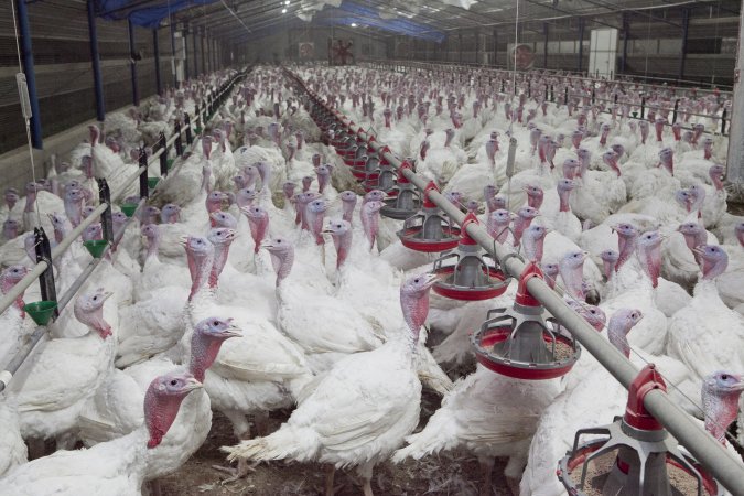 Australian turkey farming