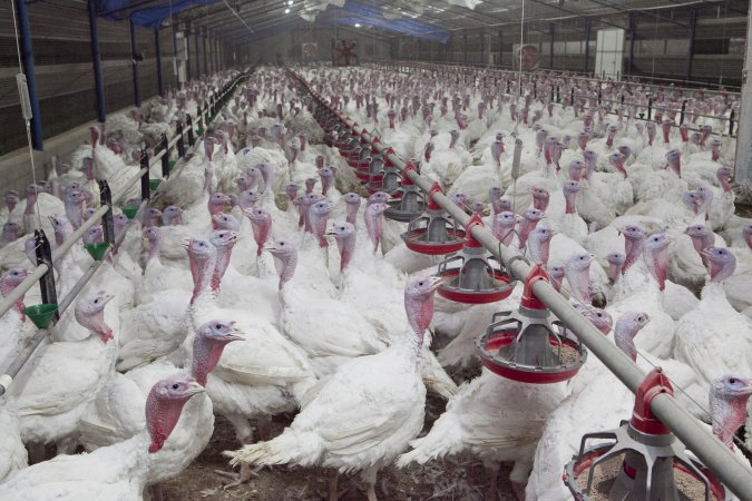 Australian turkey farming