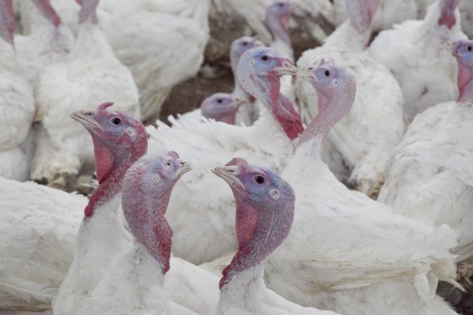 Australian turkey farming