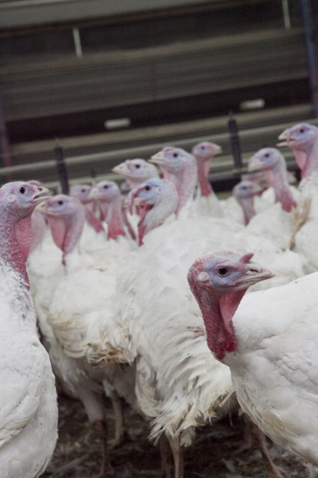 Australian turkey farming