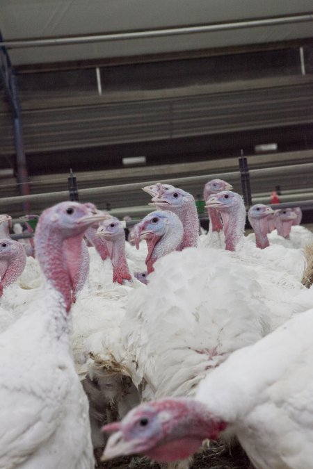 Australian turkey farming